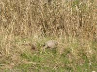 Armadillos were out in force.