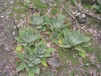 Lamb's ear grew on a nearby hilltop.