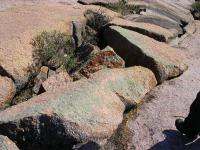 Many brightly colored species of lichen splotched the rocks.