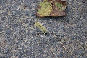 We came across a fuzzy American Dagger Moth caterpillar on the walkway