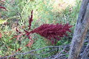 Further down the trail was a demostration indian village, complete with Amaranth