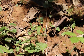 A Silvery Checkerspot butterfly, which paused for a moment for us to photograph it.