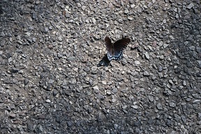 Later, I came upon this injured Black Swallowtail on the road near the B&B