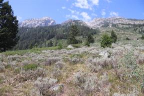 Sagebrush grew abundantly at certain altitudes and areas