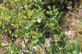 Serviceberries were common sight by the side of the trail