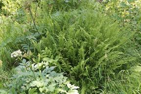 Ferns grew quite large, down by the creek