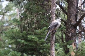 A Gray Jay stopped by to check us out