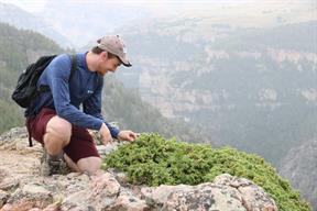 ...and Rich found some Juniper berries