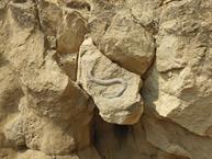 A fossil, I think